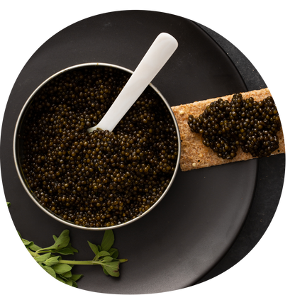 OM Ossetra Caviar - Wholesale